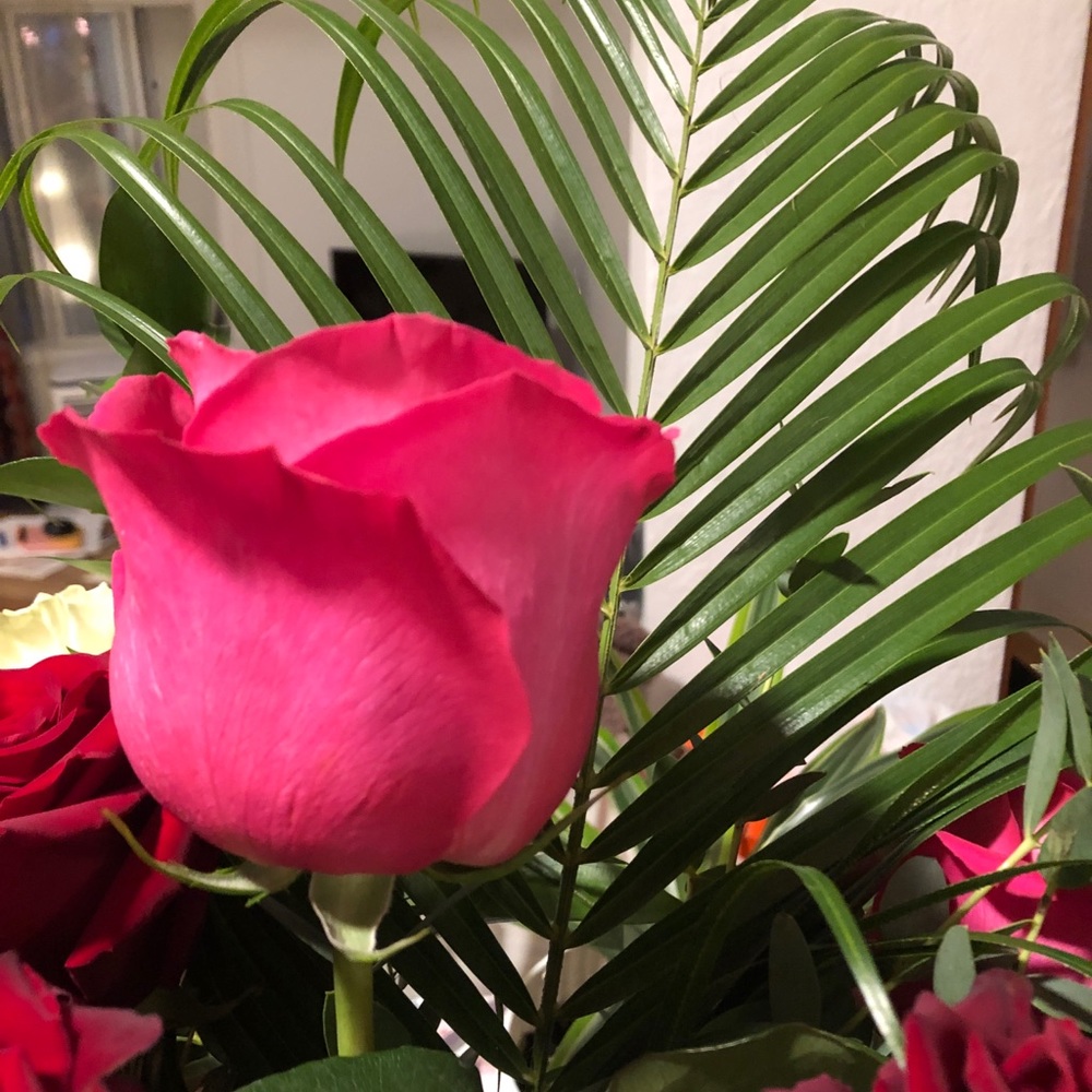 Meet your Posher, Maude